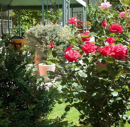 Corallo 알비니아